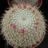 Mammillaria_celsiana